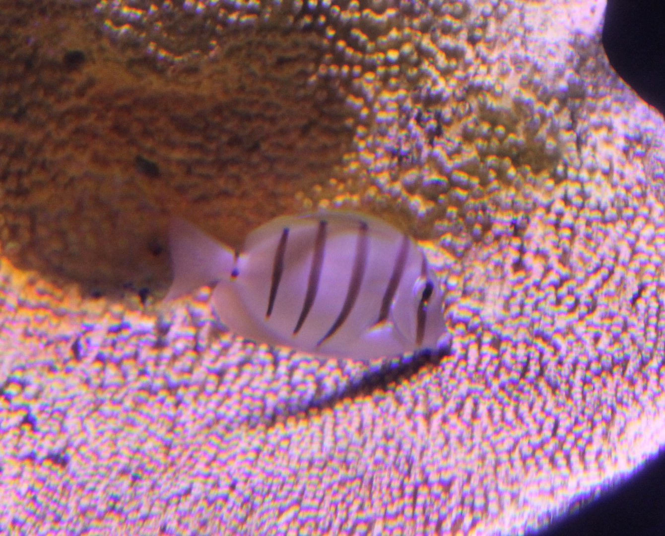 Convict surgeonfish