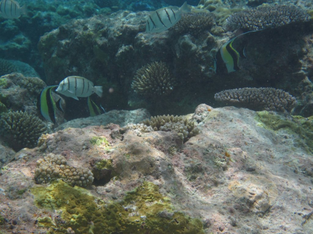 Convict Surgeons and Moorish Idols