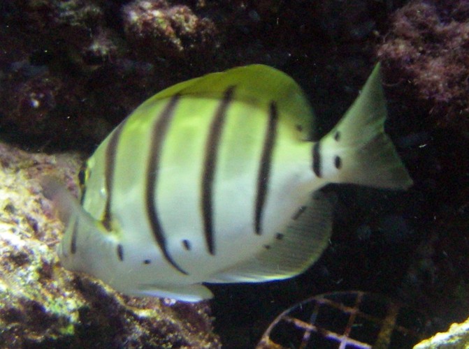Convict Tang (Acanthurus triostegus)
