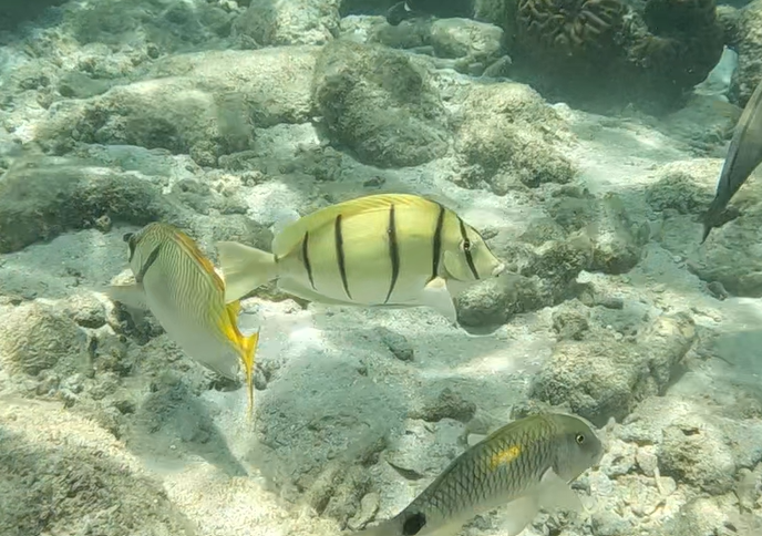 Convict Tang (Acanthurus triostegus)
