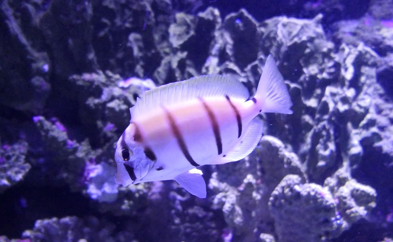 Convict Tang (Acanthurus triostegus)