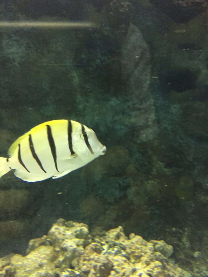 Convict Tang