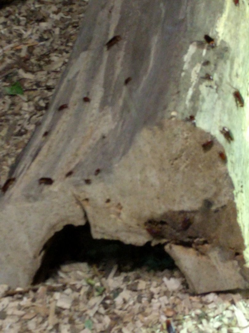 Coocroaches on Log in Porcupine Enclosure Zoo Praha 2018