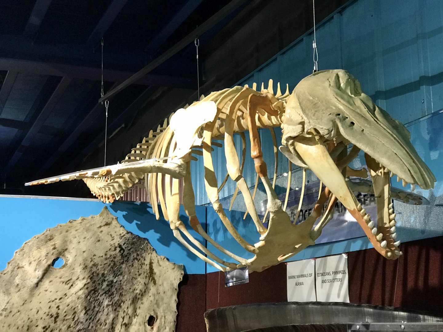 Cook Inlet Beluga Whale