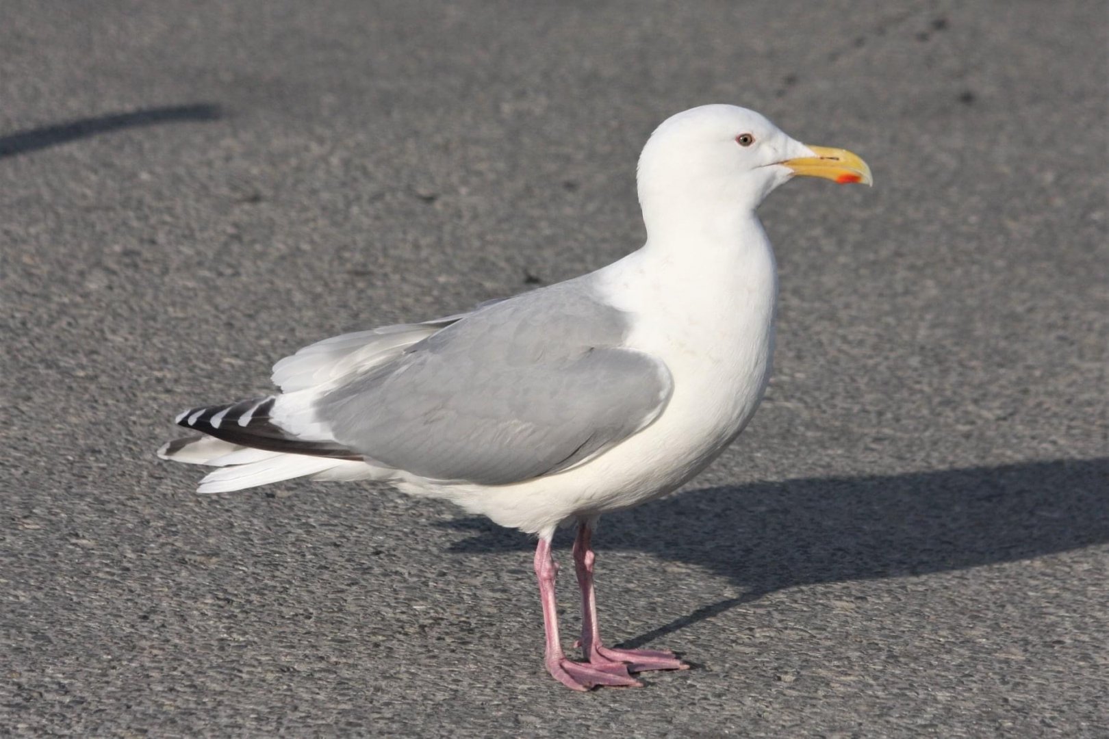 “Cook Inlet” Gull - Alaska
