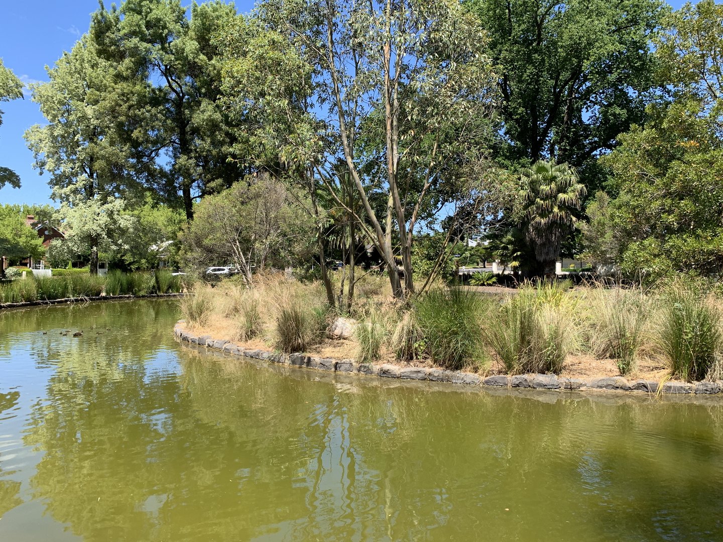 Cook Park Duck Pond