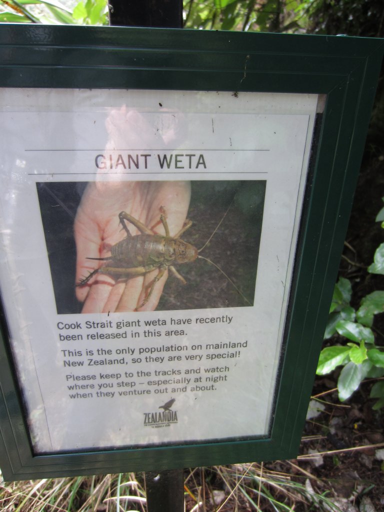 Cook Strait Giant Weta signage