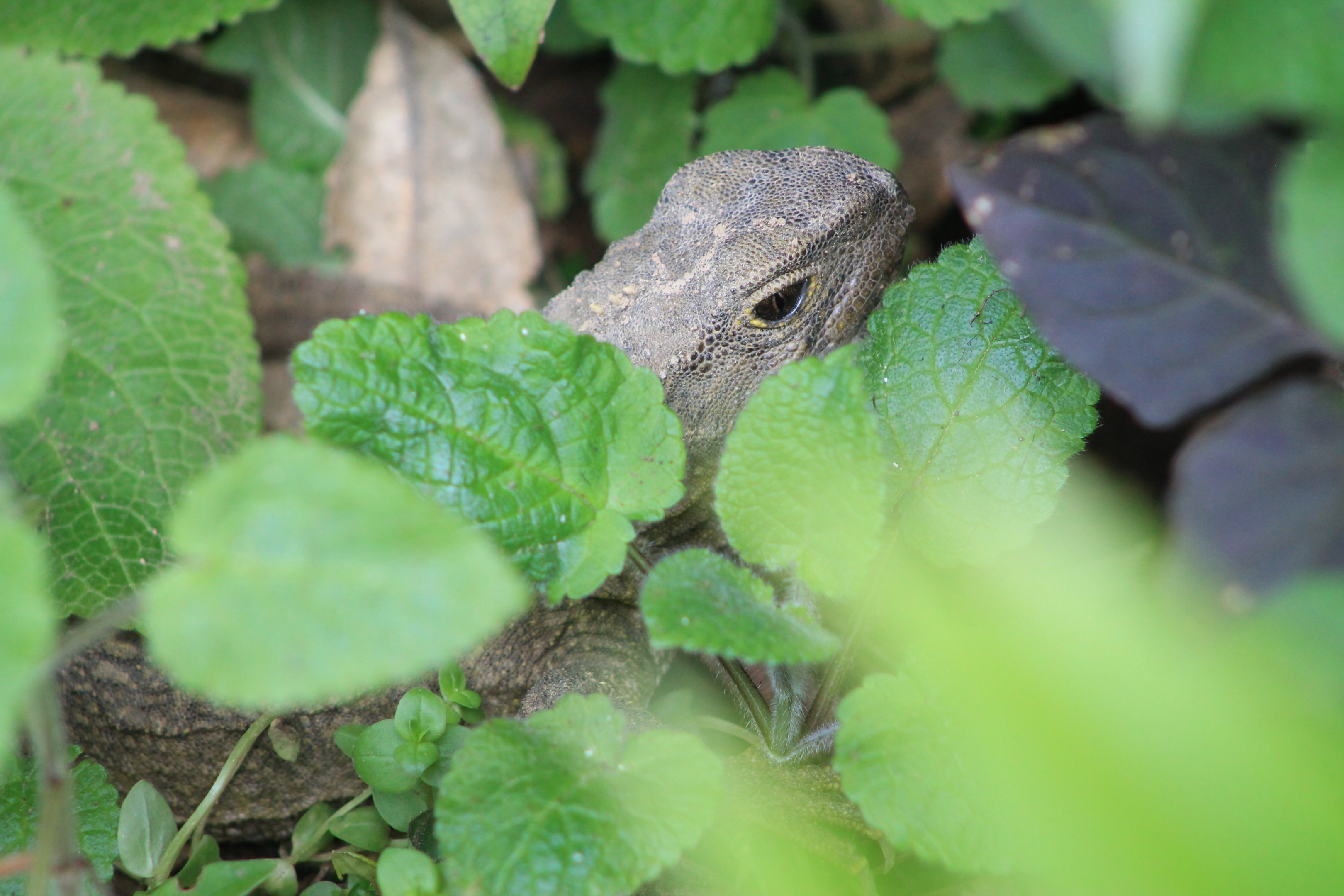 Cook Strait Tuatara (Sphenodon punctatus)