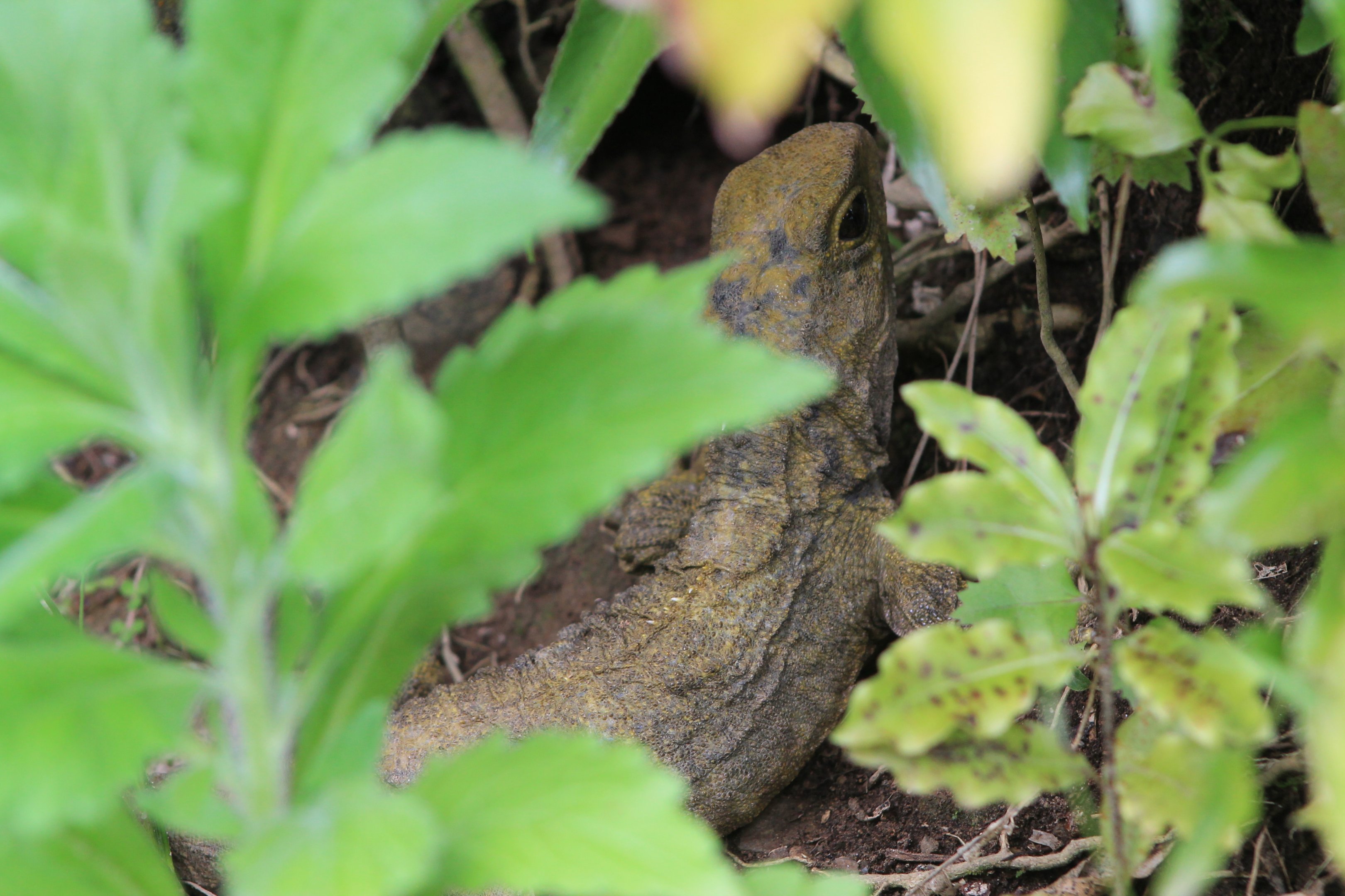 Cook Strait Tuatara (Sphenodon punctatus)