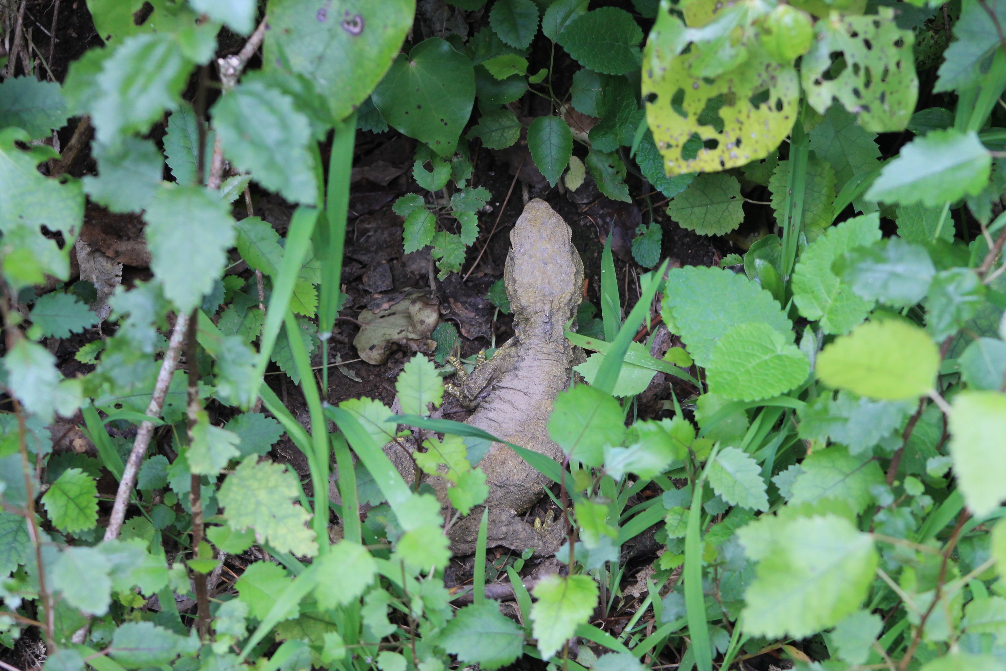 Cook Strait Tuatara (Sphenodon punctatus)