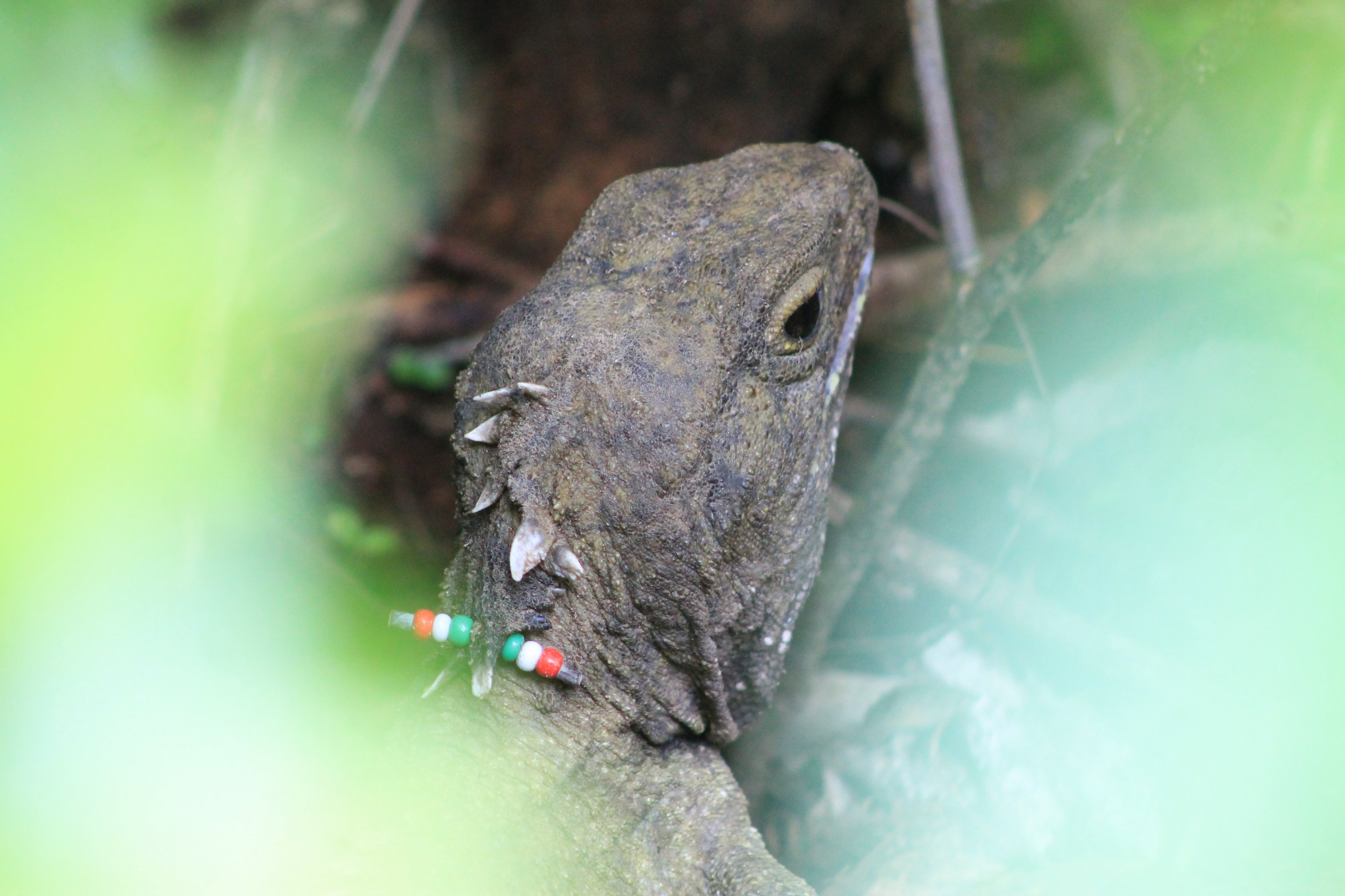 Cook Strait Tuatara (Sphenodon punctatus)