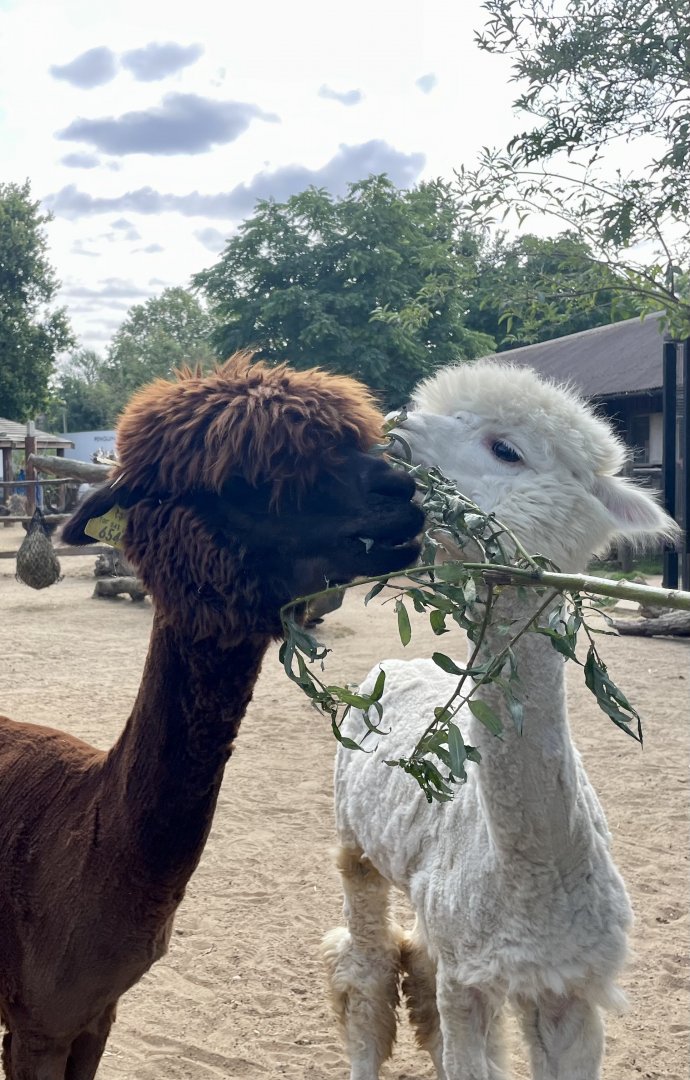 Cookie & Alpacaccino the Alpacas