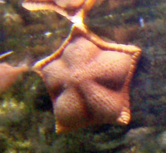 Cookie starfish, Cookie sea star, Cookie star, storsjøkjeks, Penta star (Peltaster placenta)