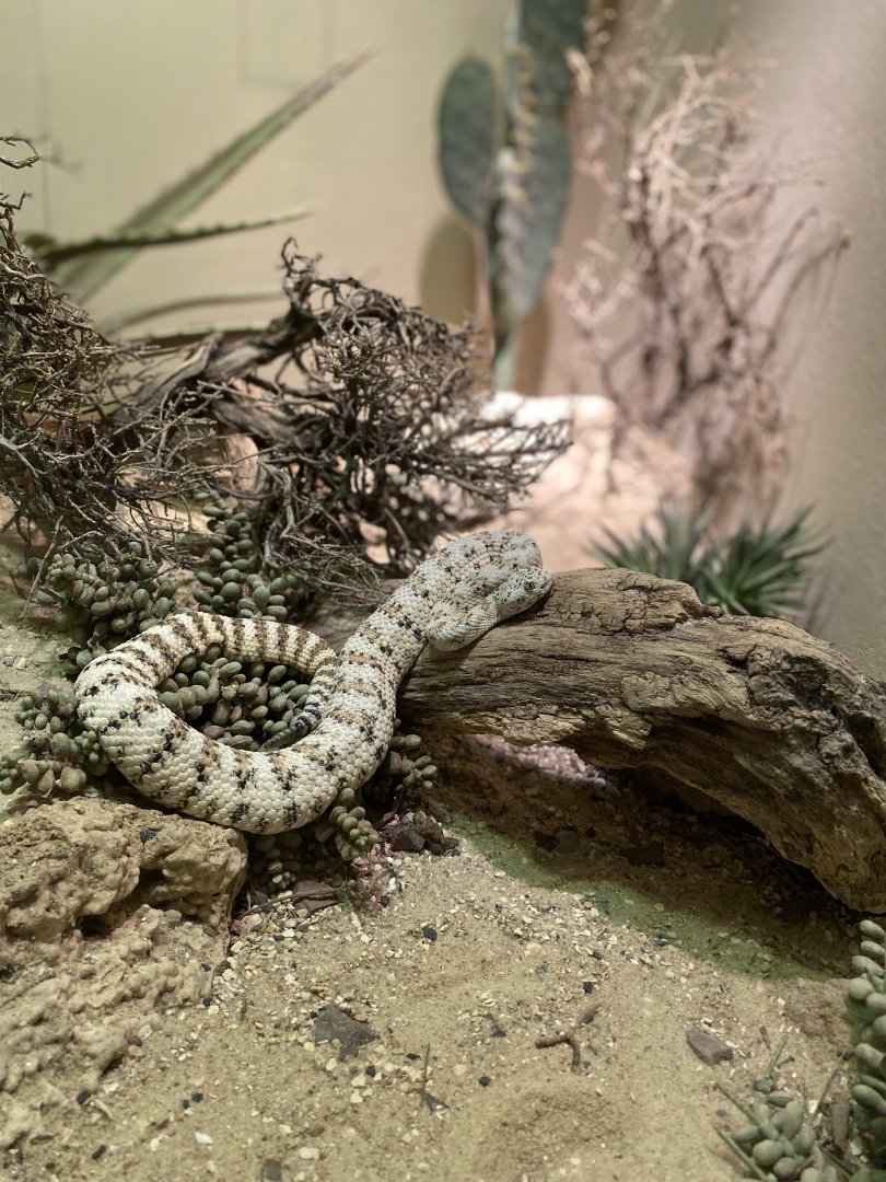 Cookies n’ Cream Rattlesnake - Bronx Zoo