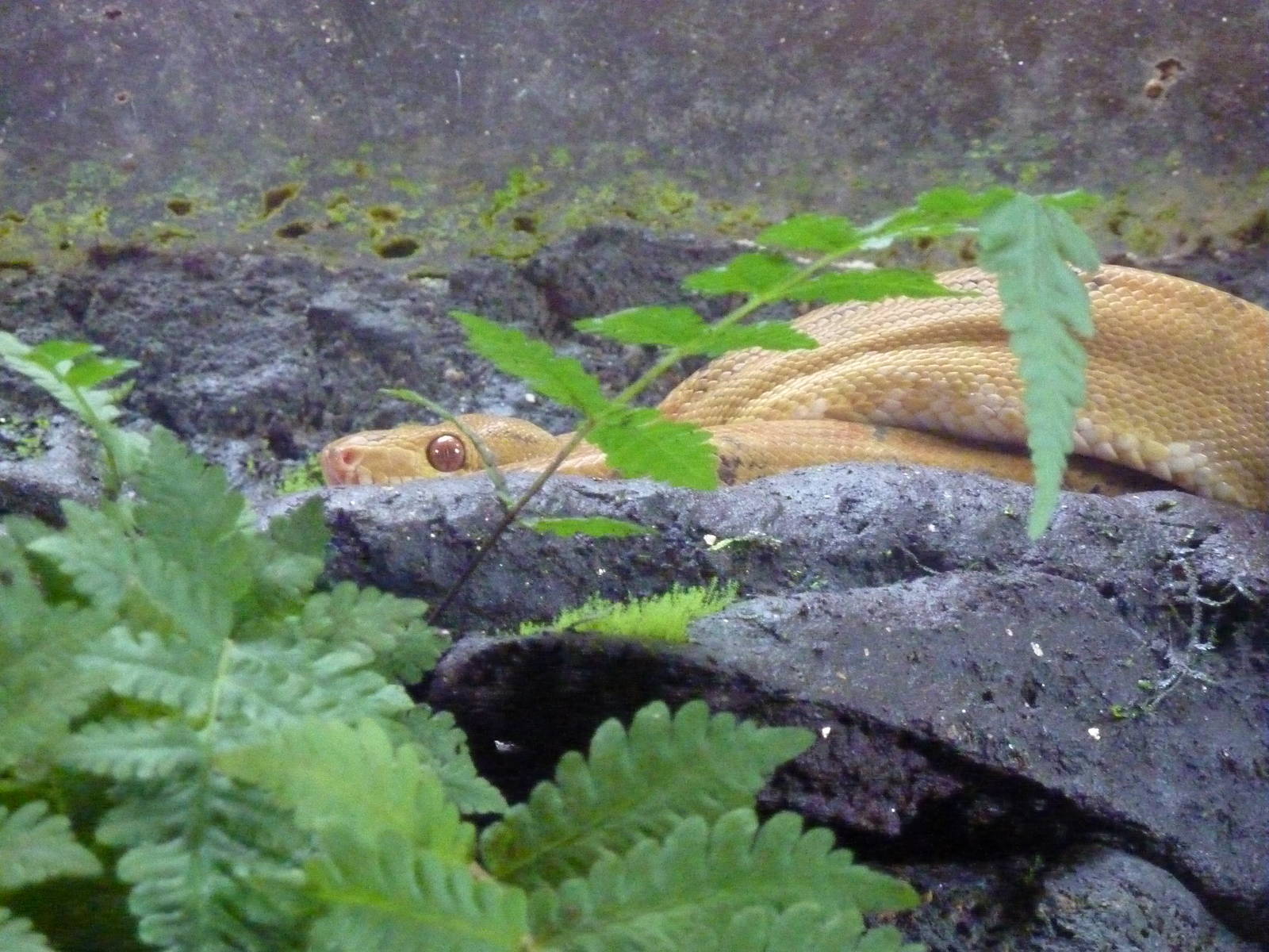 Cook's tree boa, 7th April 2012.