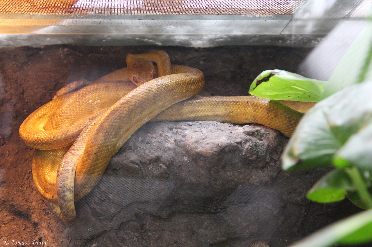 Cook's Tree Boa (Corallus hortulanus cookii / Corallus cookii)