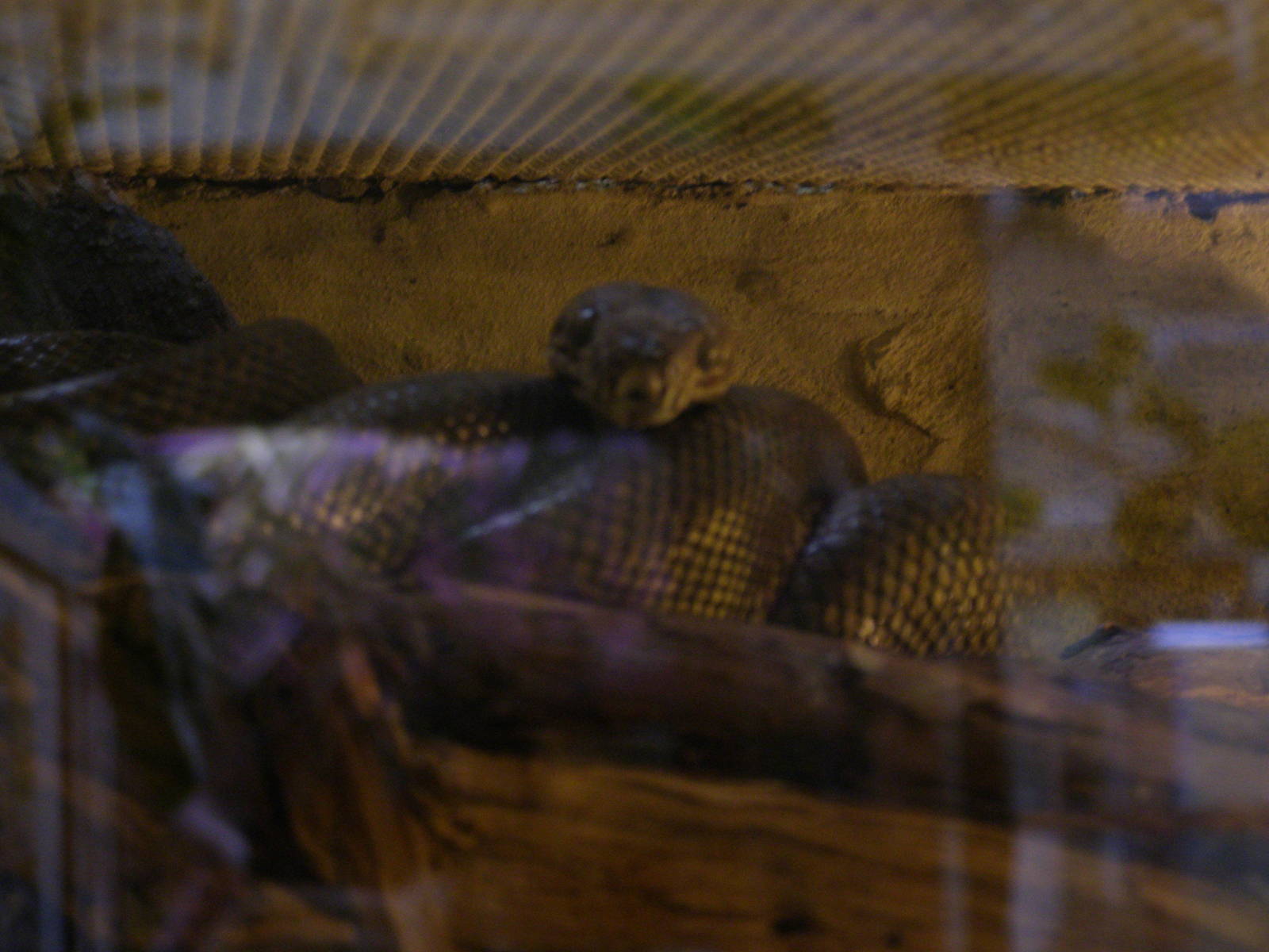 Cook's tree boa (Corallus hortulanus cookii)