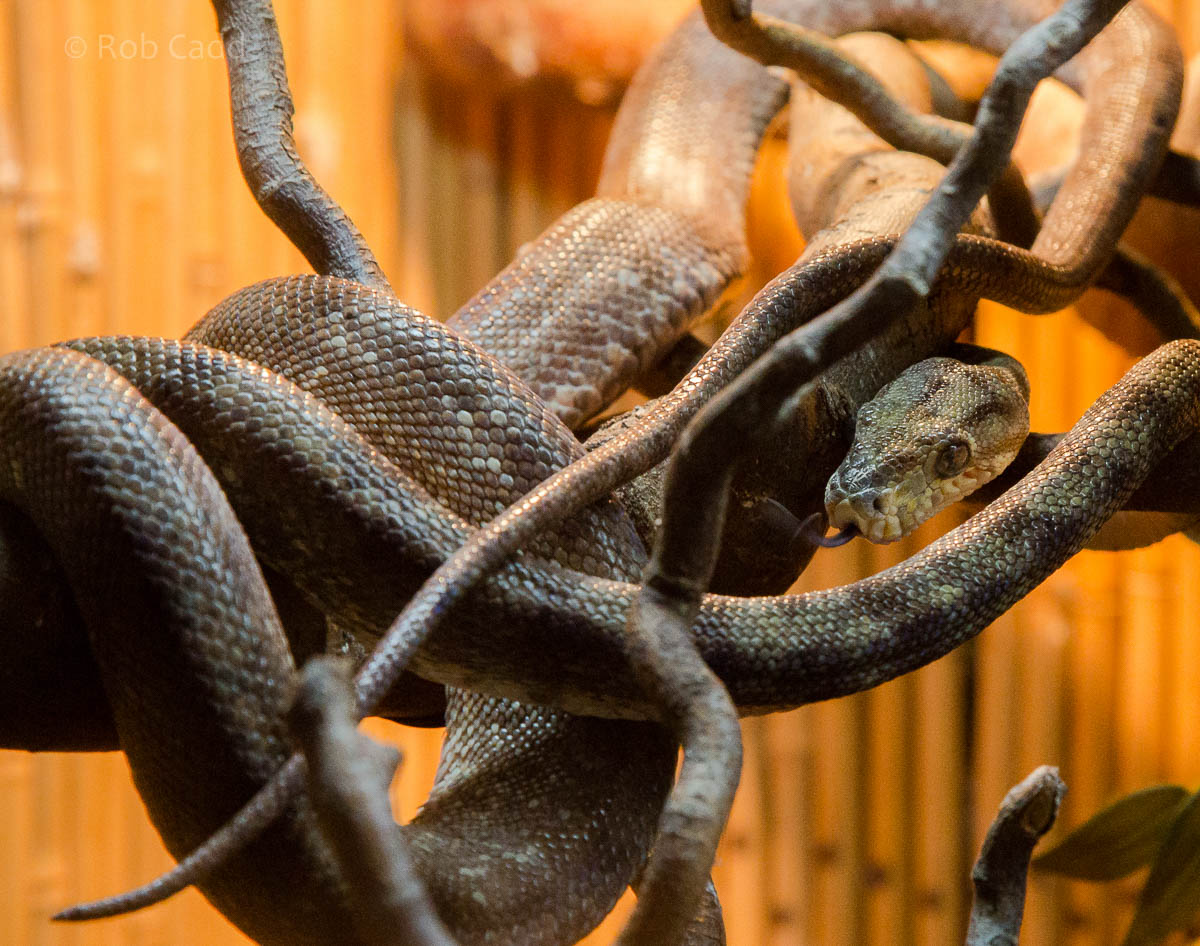 Cooks tree boa : Hamerton : 10 Oct 2015