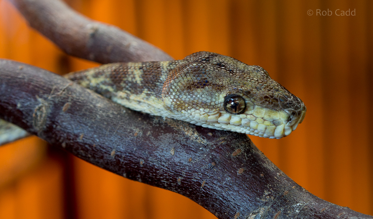 Cooks tree boa : Hamerton : 20 Nov 2015