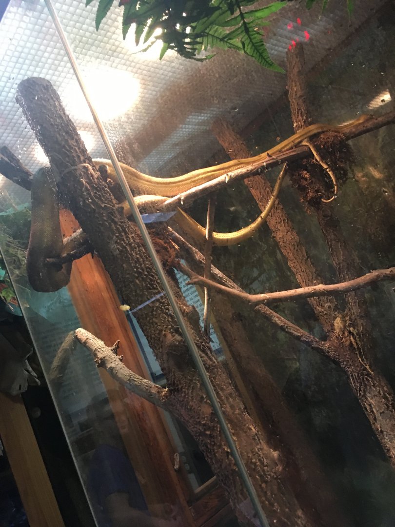 Cook's Tree Boa | Henry Vilas Zoo