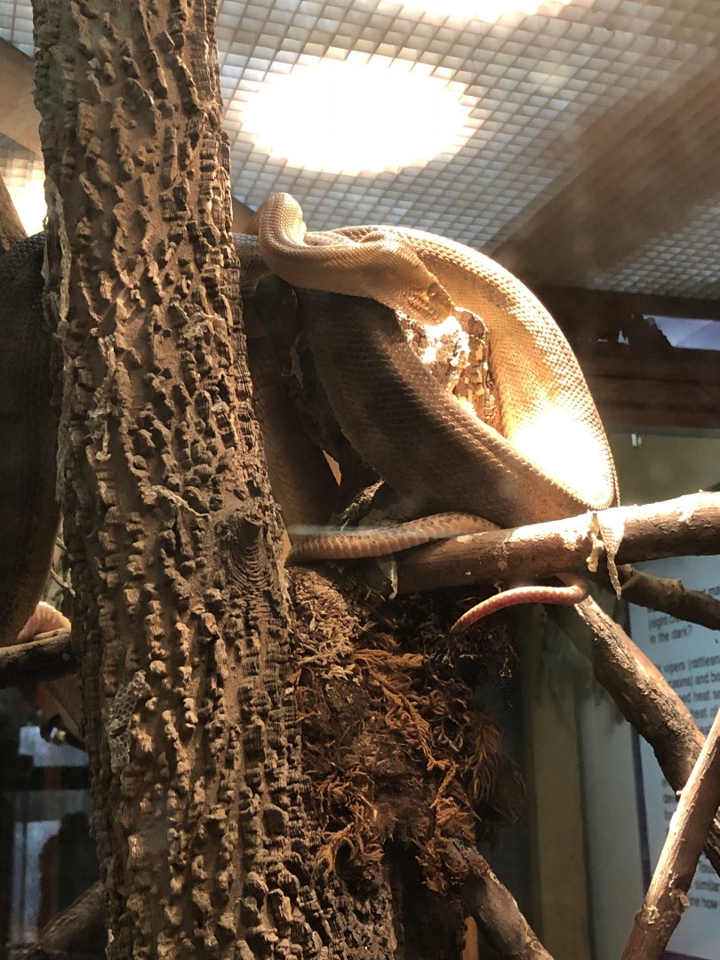 Cook’s Tree Boa | Henry Vilas Zoo