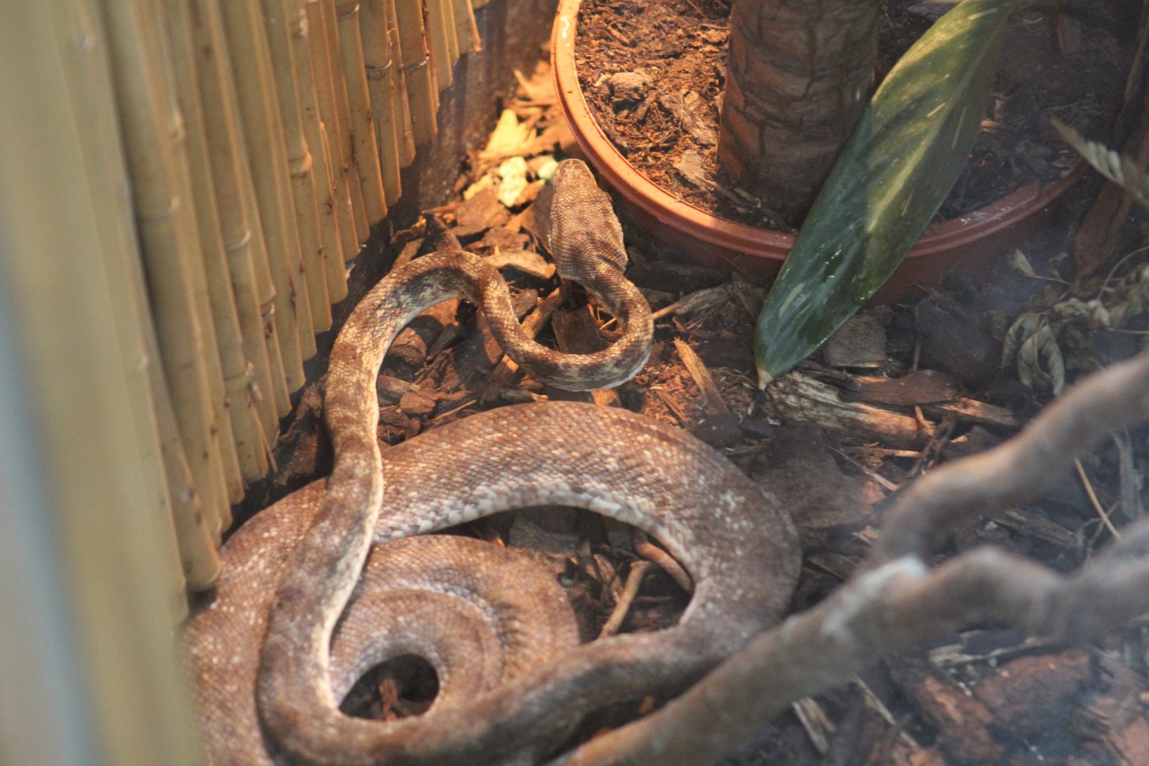 Cook's Tree Boa