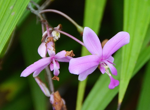 Cooktown orchid.  (?)
