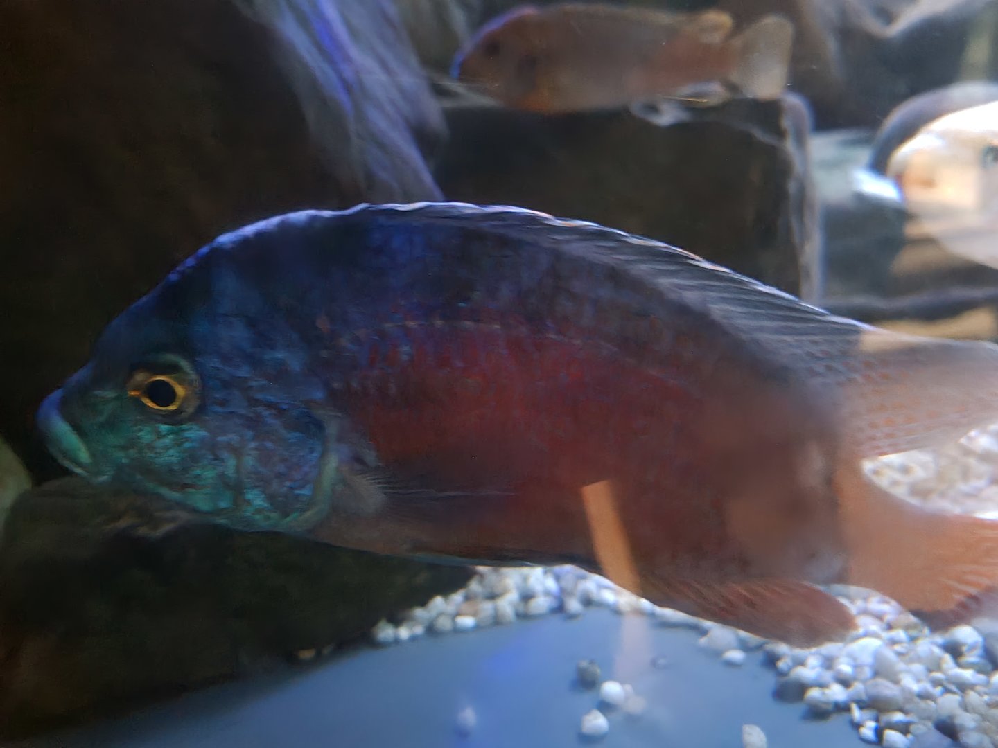 Cool cichlid (ID?)