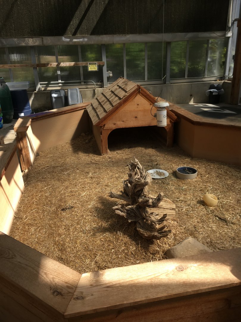 Cool Creek Park Greenhouse - African Spurred Tortoise Exhibit