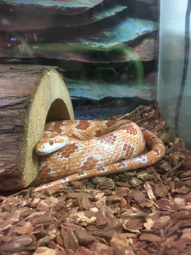 Cool Creek Park Nature Center - Corn Snake