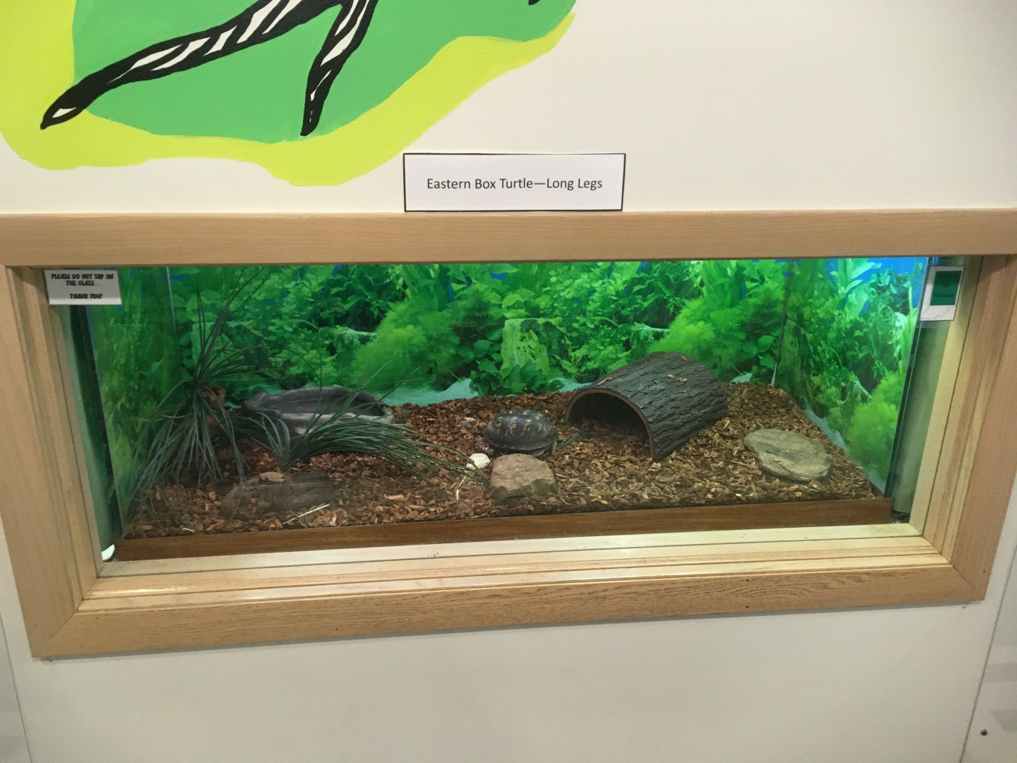 Cool Creek Park Nature Center - Eastern Box Turtle Exhibit
