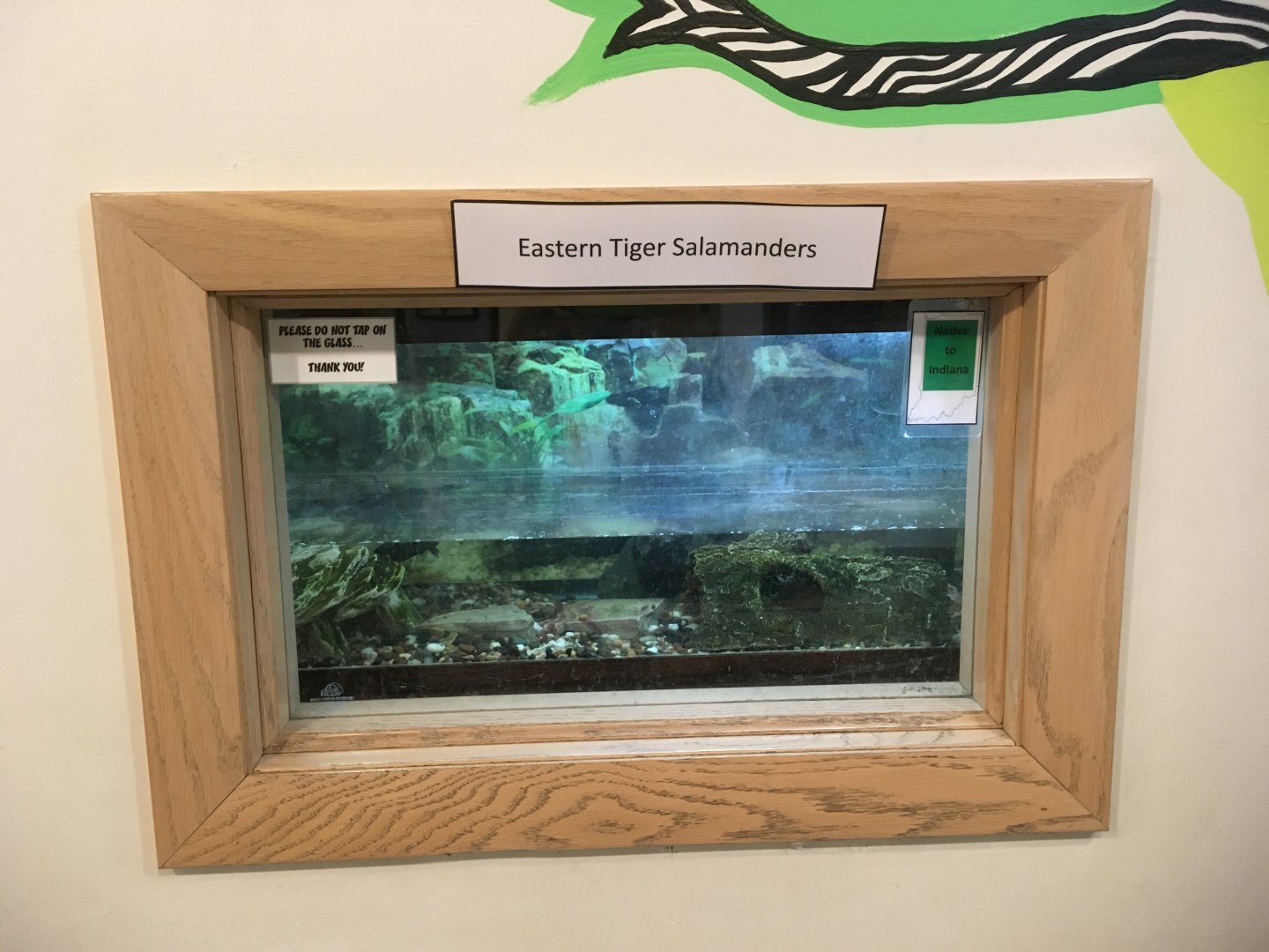 Cool Creek Park Nature Center - Eastern Tiger Salamander Exhibit