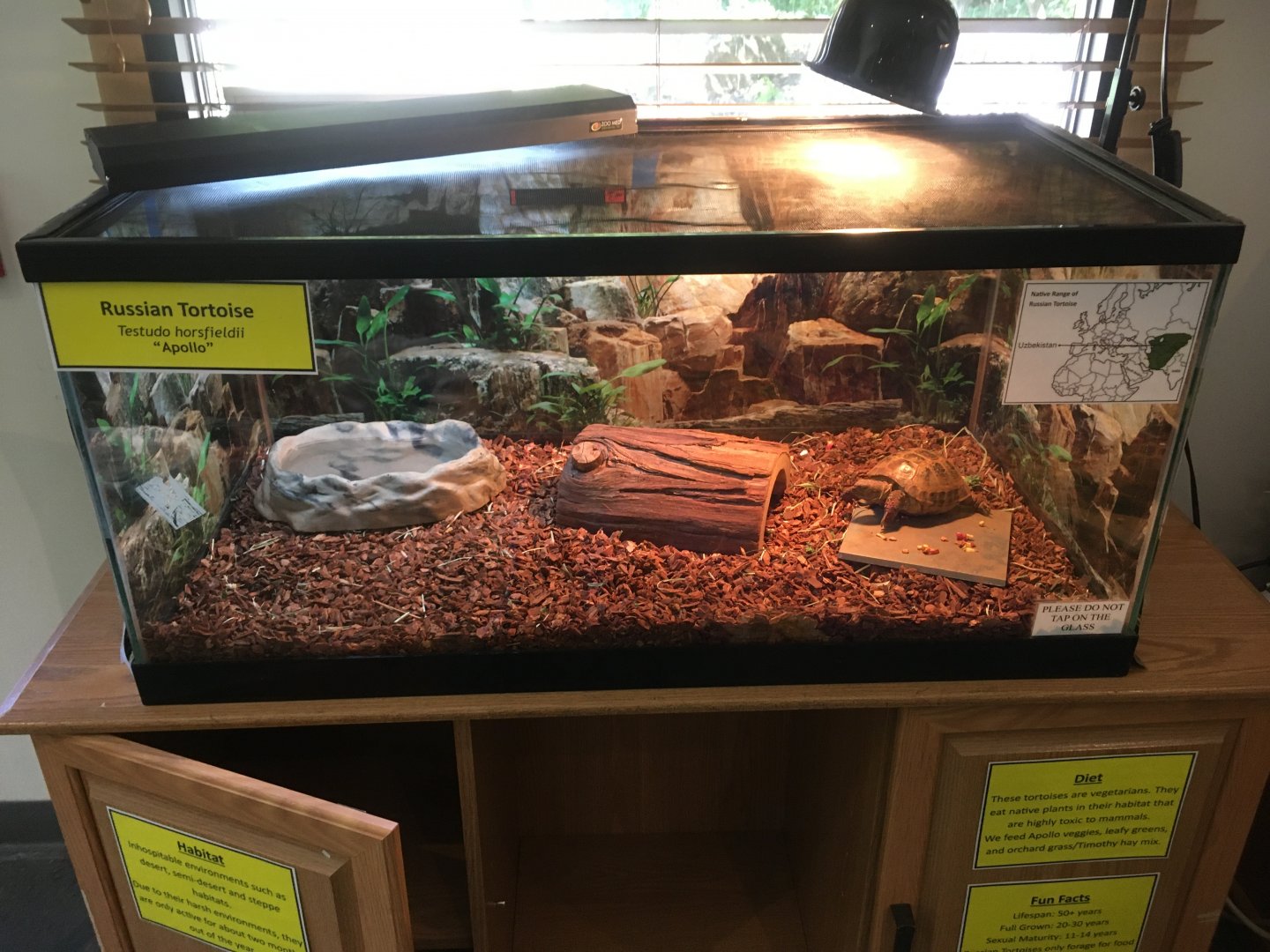 Cool Creek Park Nature Center - Russian Tortoise Exhibit