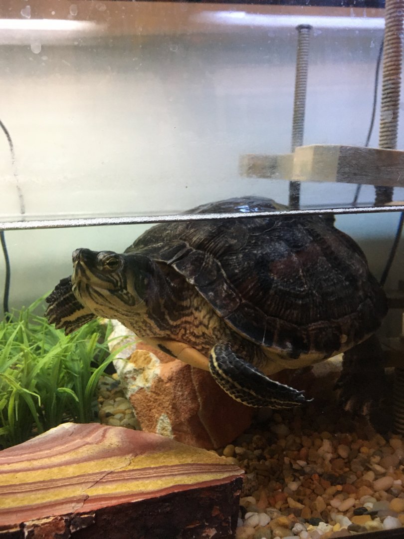 Cool Creek Park Nature Center - Yellow-bellied Slider