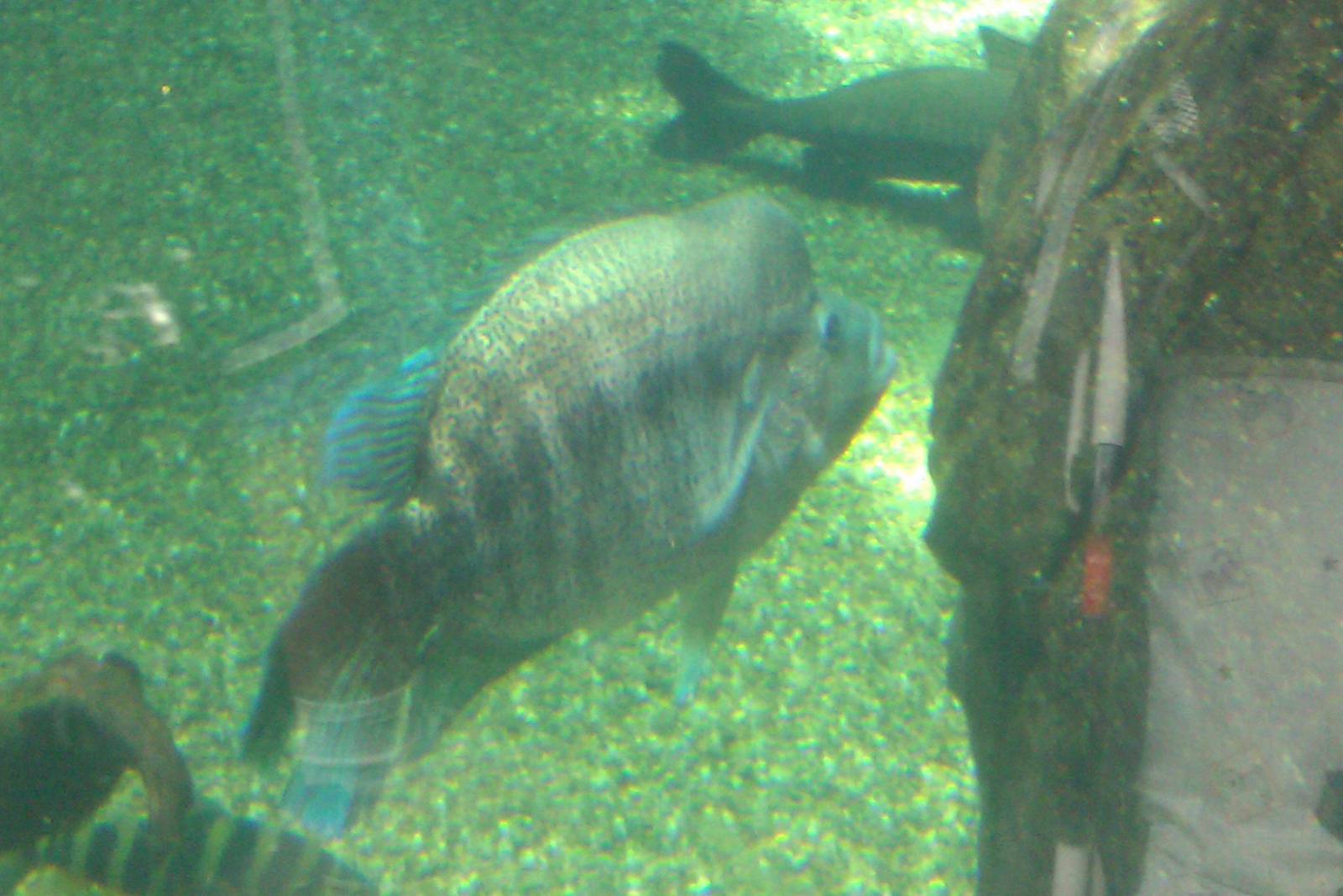 cool looking fish in Freshwater amazon Tank