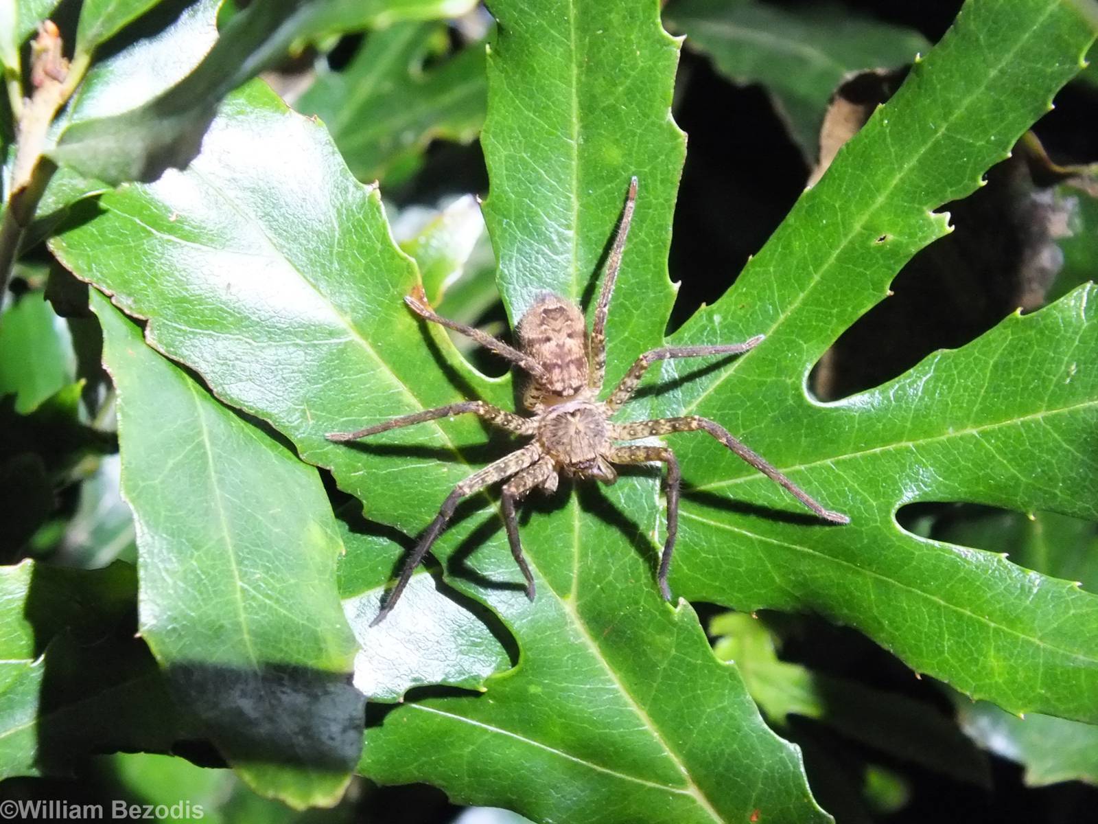 Cool Looking Spider - Lamington National Park