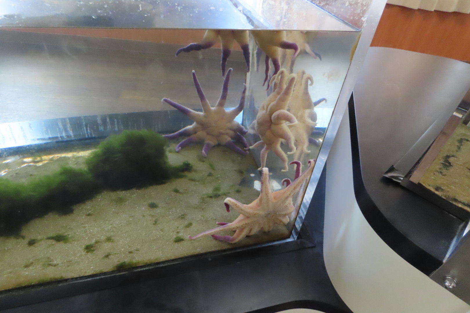 Cool looking starfish