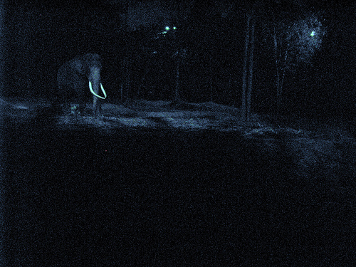 Cool shot, Night Safari