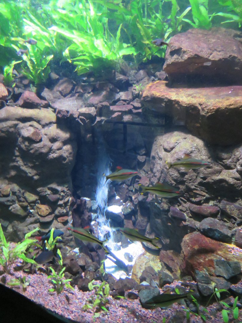 Cool Tank Decoration