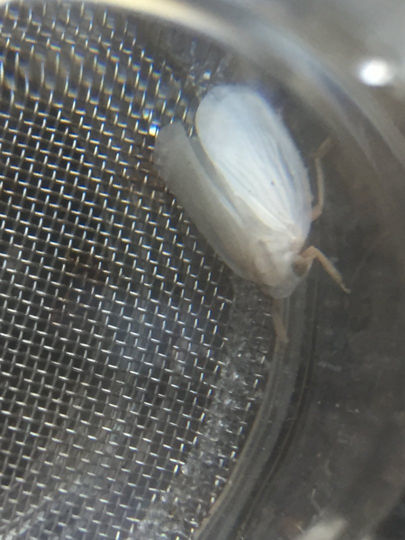 Cool white bug Id please