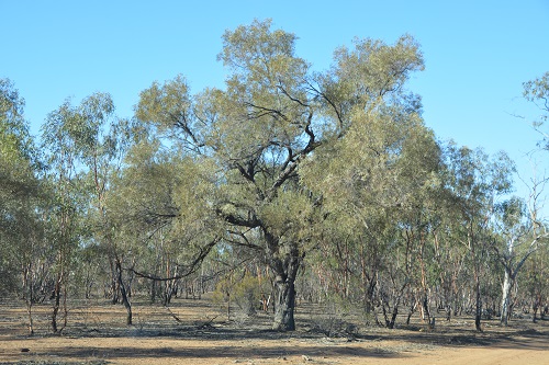 Coolibah tree.