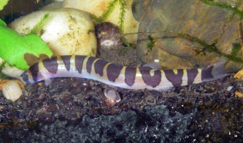 Coolie loach, Kuhli loach (Pangio kuhlii)
