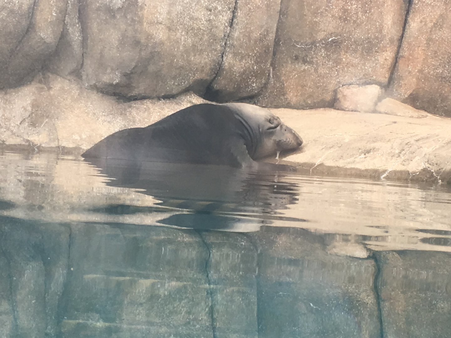 Coolio the Northern Elephant Seal