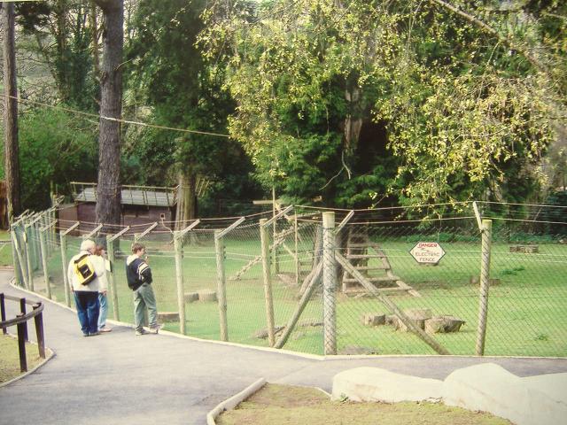 Coombe Martin lemurs