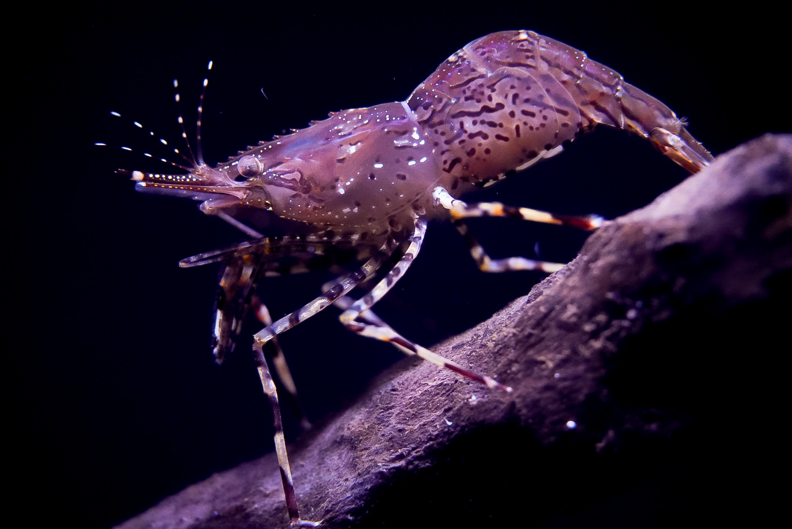 Coonstripe Shrimp (Pandalus hypsinotus)
