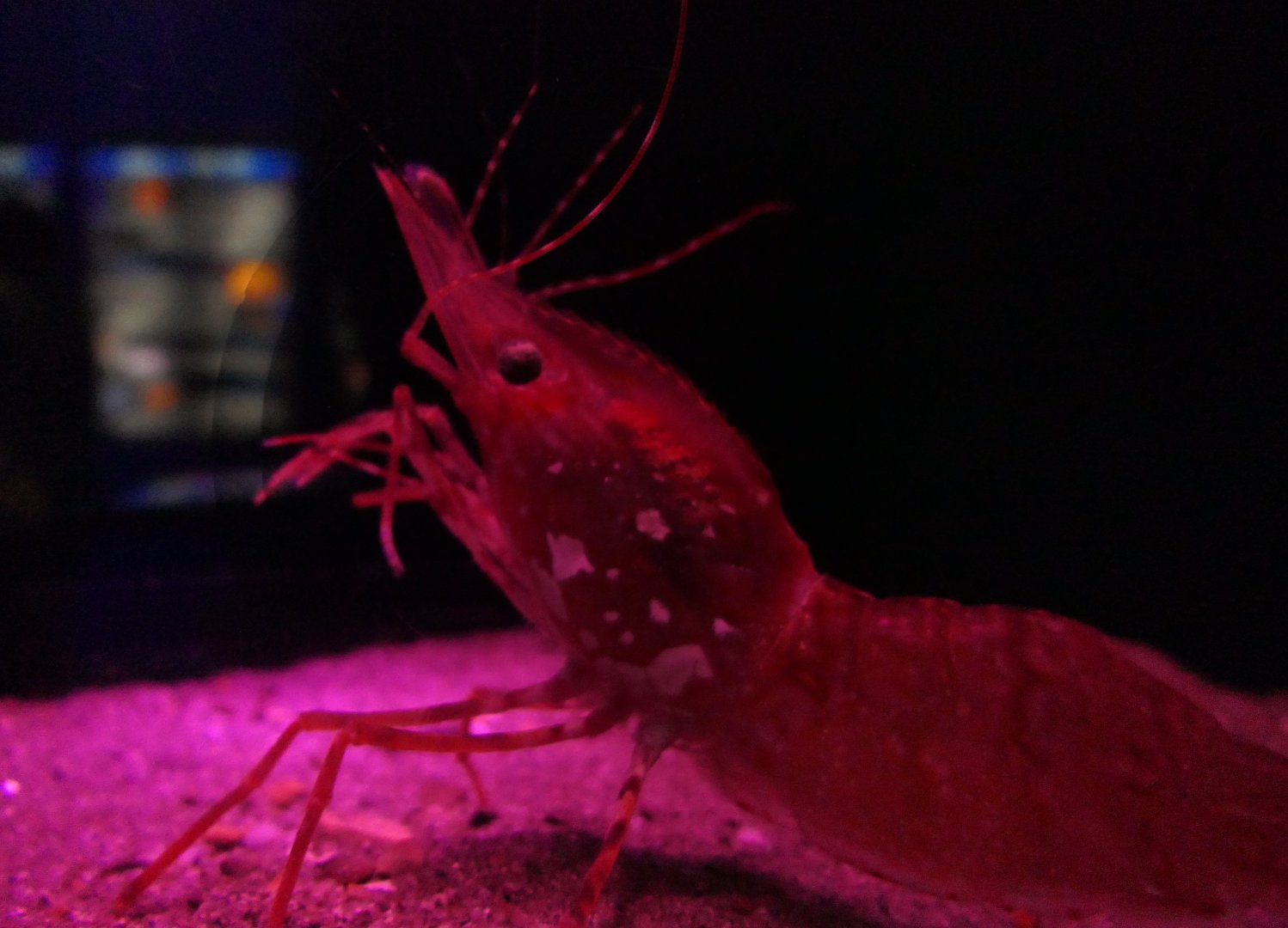 Coonstripe Shrimp (Pandalus hypsinotus)