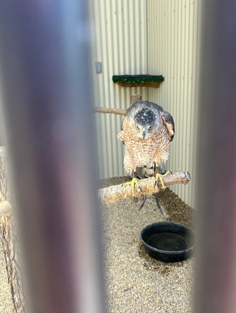 Cooper Death Stare (Outdoor Discovery Center, Holland, MI, 8/8/25)