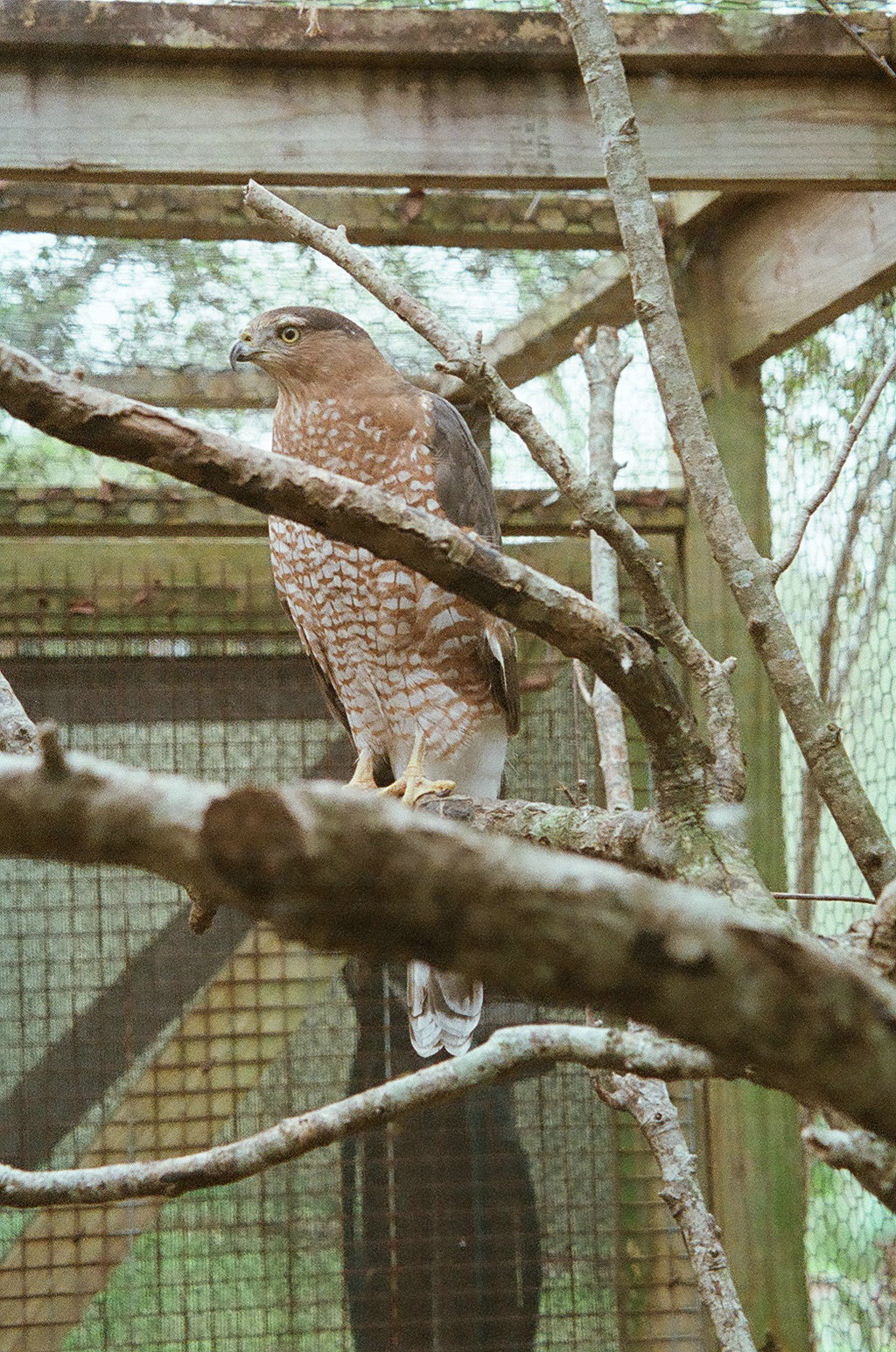 Cooper Hawk