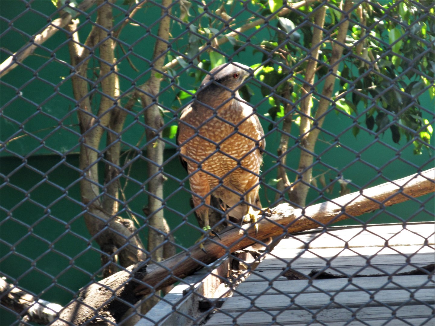 Cooper´s hawk
