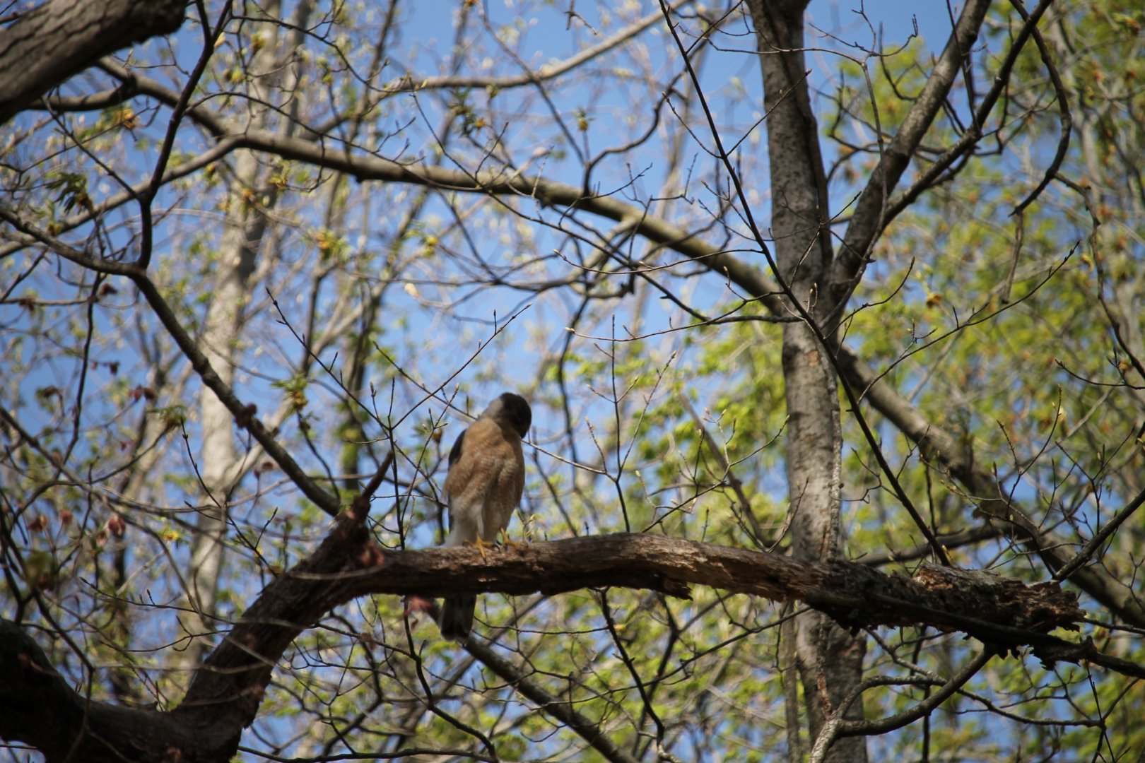 Cooper’s Hawk (Accipiter cooperii)